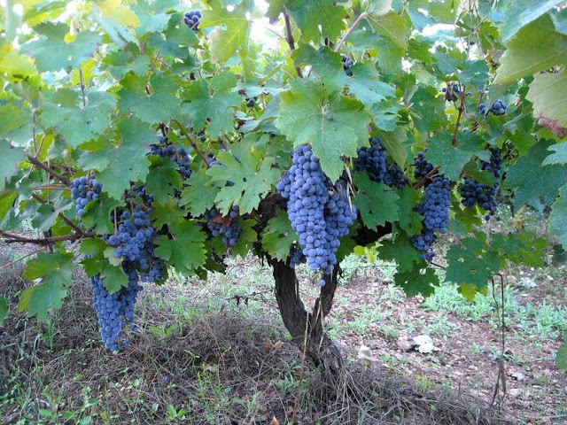 %cf%84%cf%81%cf%85%ce%b3%ce%bf%cf%831